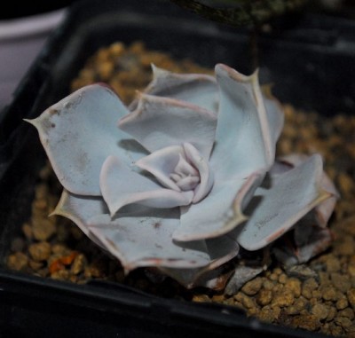 Crassulaceae 086yy.jpg