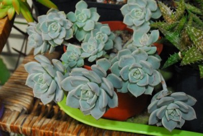 Crassulaceae 079yy.jpg