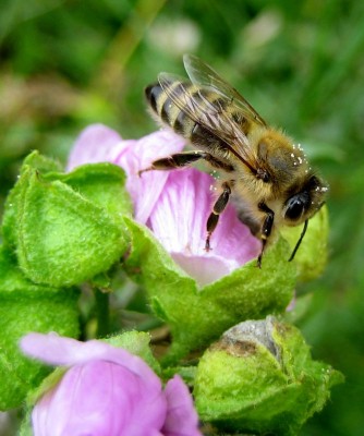 viele Pollen hat sie jetzt nicht mehr zu tragen....jpg