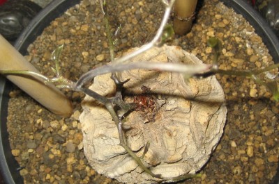 2013 Herbst 3 083.jpg