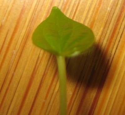 2013 Herbst 3 089.jpg
