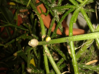 Knospe Rhipsalis Puniceodiscus im Rhipsalisdschungel.jpg