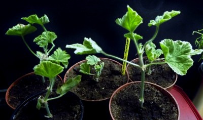 Duftpelargonien Atomic Snowflake.jpg