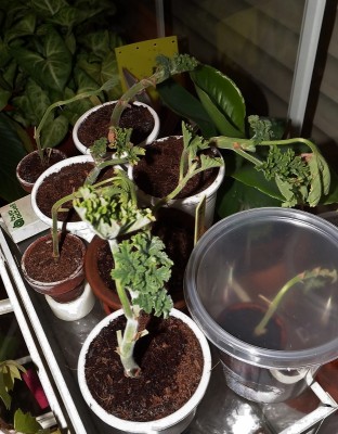 Duftpelargonien (623x800).jpg