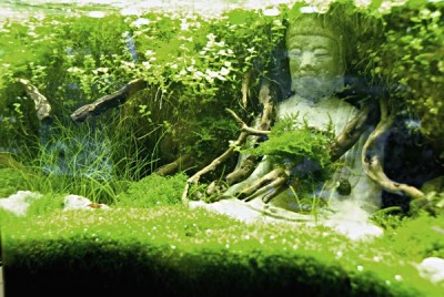 Aquascaping-Deko.jpg