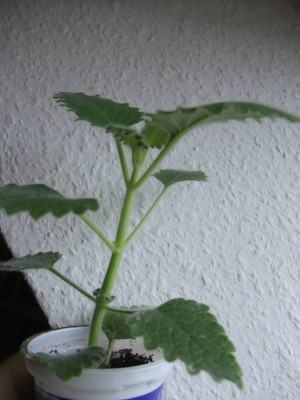 plec002.JPG