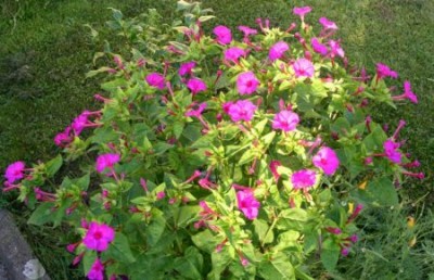 pink ganz.jpg