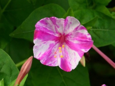 weißrosa.jpg