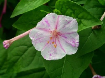 weißrosa2.jpg