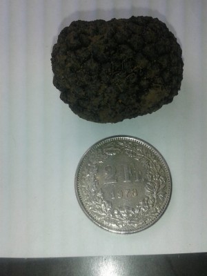 1. Trüffel Raya.jpg