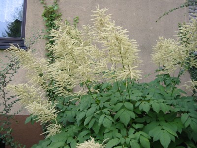 GEISSBART  Aruncus2.JPG