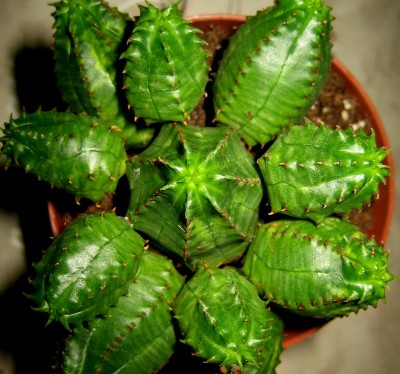 Euphorbia-Globosa.jpg