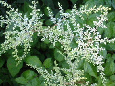 Astilbe Prachtspiere3.JPG