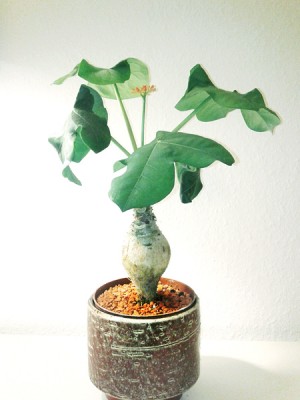 jatropha_podagrica_full.jpg