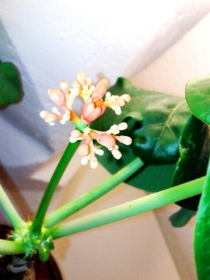 jatropha_podagrica.jpg