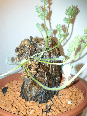 pelargonium_triste.jpg