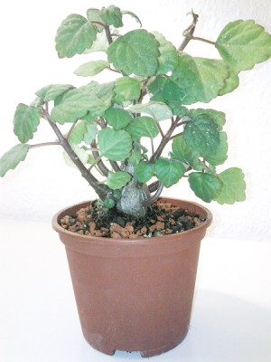 plectranthus_ernstii.jpg