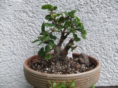 DSCF1676.JPG