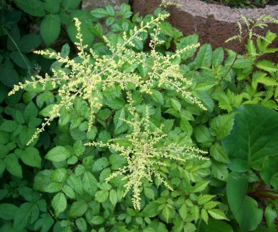 Astilbe Prachtspiere.JPG