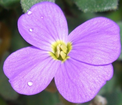 Blaukissen  (Aubrieta)8.JPG