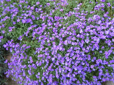 Blaukissen  (Aubrieta)7.JPG