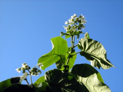 14.10.07 Zwergbaumtomate - Cyphomandra abutiloides.JPG