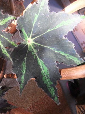 DSCF7593.JPG
