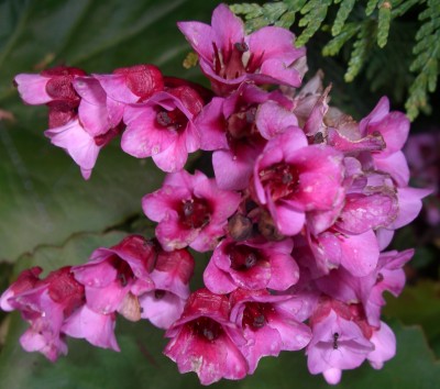 Bergenia6.JPG