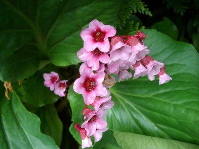 Bergenia3.JPG