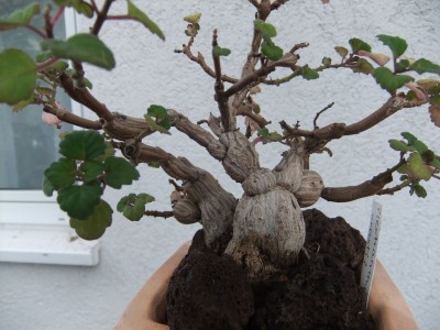 DSCF7570.JPG