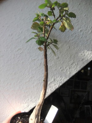DSCF7601.JPG