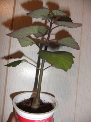 DSCF7609.JPG