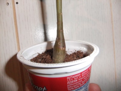 DSCF7610.JPG