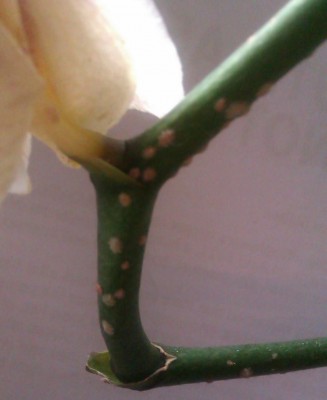 Orchidee2.jpg