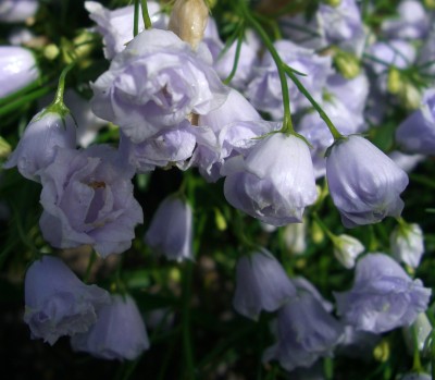 Glockenblumen gefüllt Queen Elisabeth Campanula4.JPG