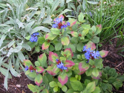 Ceratostigma plumbaginoides chinesischer bleiwurz.JPG