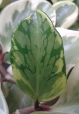Peperomia Büro.jpg