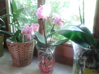 phal.jpg