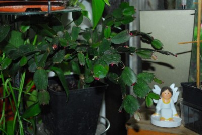 Schlumbergera213 002yy.jpg