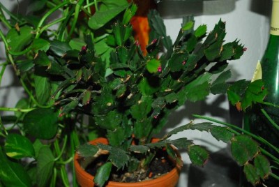 Schlumbergera213 003yy.jpg