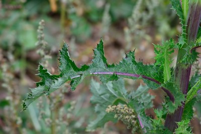 DSC_8824_1762.JPG
