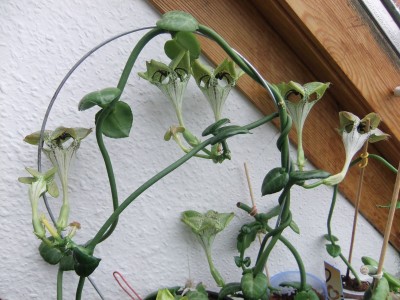 DSCF7611.JPG