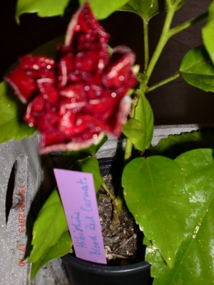 Bloodred Carnation EIGENE.JPG