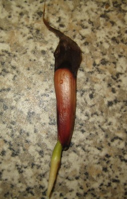 2013 Herbst 3 202.jpg