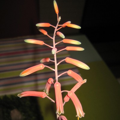 2013 Herbst 3 188.jpg
