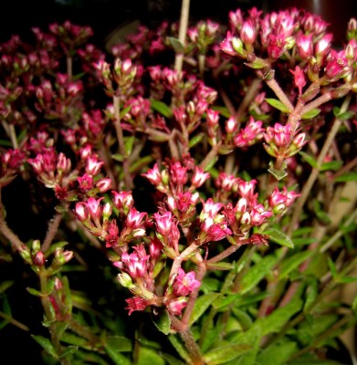 Crassula-Schmidtii.jpg