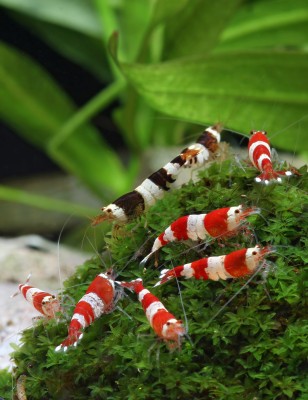 RedBee und Black Bee Garnelen .jpg