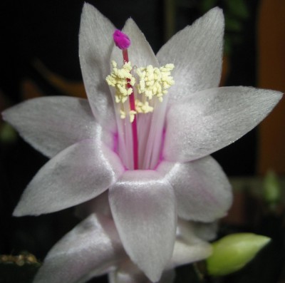 2013 Herbst 3 205.jpg