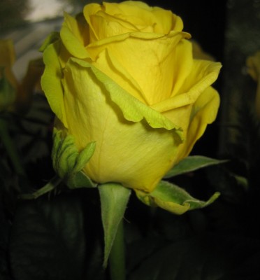 2013 Herbst 3 145.jpg