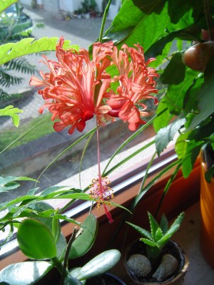 Hibiskus schizopedalus.jpg